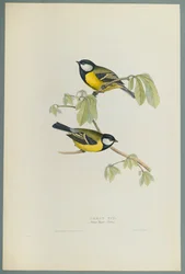Parus Major: Talitiainen (värinen lito kudospaperilla)