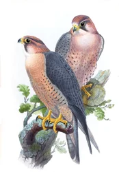 Muuttohaukka, (punahattuinen haukka) Falco peregrinus babylonicus Sclater