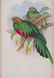 Pharomacrus Auriceps, John Gouldin The Birds of Great Britain -levy, julkaistu 1862-73 (käsinvärinen lito)