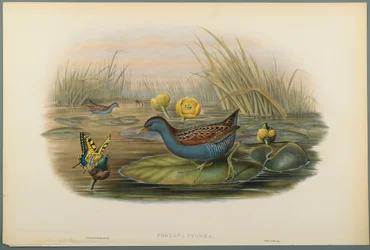 Porzana Pygmaea, Baillons Crane (värillinen lito kudospaperilla)