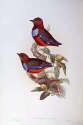 Punavatsapitta (Pitta erythrogaster), kaiverrus John Gould