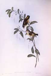 Punasilmäinen pardalote (Pardalotus rubricatus), kaiverrus John Gould