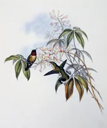 Rubiinikurkkukolibri (Archilochus colubris), kaiverrus John Gouldin (1804-1881) teoksesta "Trochilidae-heimon eli kolibrien monografia" (1849-1861), Yhdistynyt kuningaskunta
