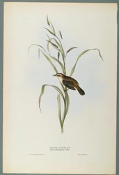 Salicaria Phragmatis: Sarikirkko (värillinen lito kudospaperilla)