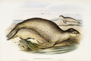 Merileopardi