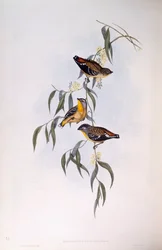 Täplikäs pardalote (Pardalotus punctatus), kaiverrus John Gould