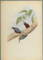 Stila Castaneoventris, Chestnut Bellied Nuthatch (värillinen lito kudottu paperilla)