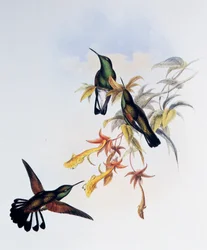 Juovapyrstökolibri (Eupherusa eximia), kaiverrus John Gouldin (1804-1881) teoksesta Monograph of Trochilidae or Humming Birds (1849-1861), Yhdistynyt kuningaskunta