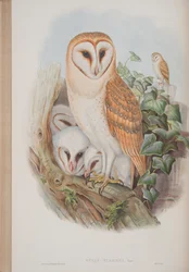 Strix Flammea, John Gouldin The Birds of Great Britain -levy, julkaistu 1862-73 (käsinvärinen lito)