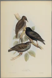 Sturnus Vulgaris - Starling (värillinen lito kudospaperilla)