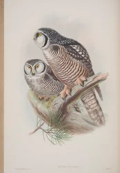 Surnia Funerea, John Gouldin The Birds of Great Britain -levy, julkaistu 1862-73 (käsinvärinen lito)