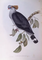 Topknot kyyhkynen (Lopholaimus antarcticus), kaiverrus John Gould