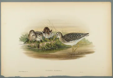 Totanus Glareola - Wood Sandpiper (värillinen lito kudospaperilla)