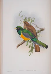 Trogon Atricollis, John Gouldin The Birds of Great Britain -levy, julkaistu 1862-73 (käsinvärinen lito)