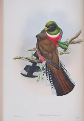 Trogon Mexicanus, levy John Gouldin teoksesta The Birds of Great Britain, julkaistu 1862-73 (käsinvärinen lito)