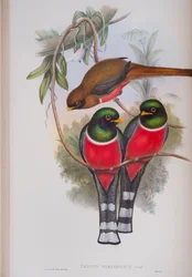 Trogon Personatus, John Gouldin The Birds of Great Britain -levy, julkaistu 1862-73 (käsinvärinen lito)