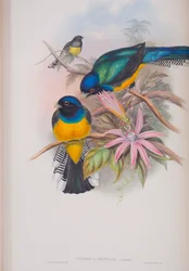 Trogon Ramoniana, John Gouldin The Birds of Great Britain -levy, julkaistu 1862-73 (käsinvärinen lito)