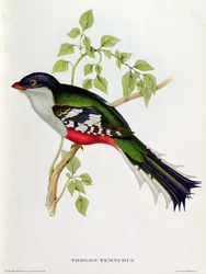 Trogon Temnurus mula sa 