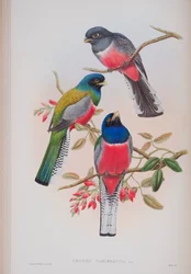 Trogon Variegatus, John Gouldin The Birds of Great Britain -levy, julkaistu 1862-73 (käsinvärinen lito)