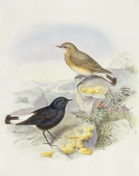 Variable wheatear (Oenanthe picata), kaiverrus John Gould