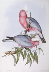 Violettikaulainen lory (Eos squamata), kaiverrus John Gould