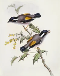 Valkokarvainen hirviö (Pteruthius flaviscapis), kaiverrus John Gould