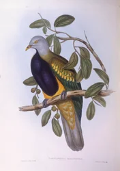 Wompoo hedelmäkyyhky (Ptilinopus magnificus), kaiverrus John Gould