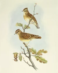 Puukiuru (Lullula arborea), kaiverrus John Gould