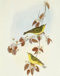 Curruca de fusta (Phylloscopus sibilatrix), gravat de John Gouldfinnish