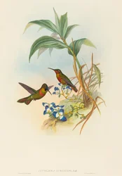 Clytolaema aurescens (Banded Ruby tai Gould