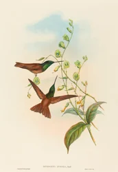 Diphogena aurora (Gouldin sateenkaari)
