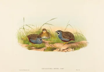 Excalftoria minima (sinirintaviiriäinen)