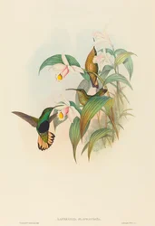 Lafresnaya flavicaudata (kellanruskeapyrstöinen samettirintakolibri)