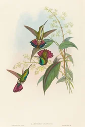 Lampornis provosti