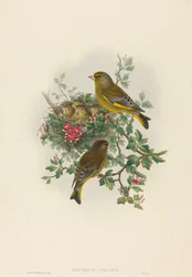 Ligurinus chloris (viherpeippo)