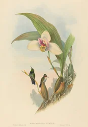 Myiabeillia typica (Abeille
