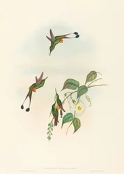 Spathura rufocaligata (punasaapaskolibri)
