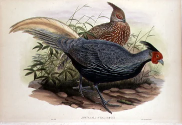 Euplocamus Lineatus, kaiverrettu T. Walterin toimesta, Lontoo, julkaisu 1850-83 (käsin värjätty litografia).