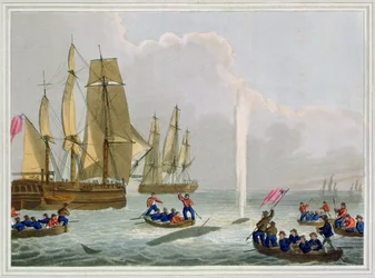 Boats Approaching a Whale, kaiverrus Matthew Dubourg (fl.1785-1820), julkaisija Edward Orme, 1813