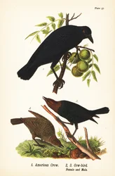 Amerikkavaris, Corvus brachyrhynchos 1 ja ruskeapäinen lehmälintu, Molothrus ater, naaras 2 ja uros 3