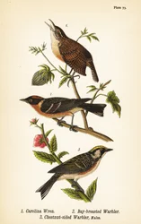 Carolina wren, Thryothorus ludovicianus 1, laakeritukka, Setophaga castanea 2, kastanjalapsikka, Setophaga pensylvanica 3