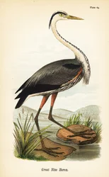 Suuri sininen haikara, Ardea herodias