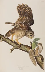 Kuvitus John James Audubonin teoksesta "Birds of America".
