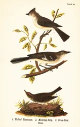 Tuftatiainen, Baeolophus bicolor, pohjoinen pilkkilintu, Mimus polyglottos ja uunilintu, Seiurus aurocapilla