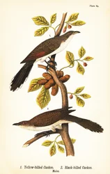 Keltanokkakäki, Coccyzus americanus 1, ja mustanokkakäki, Coccyzus erythropthalmus 2, koiraat
