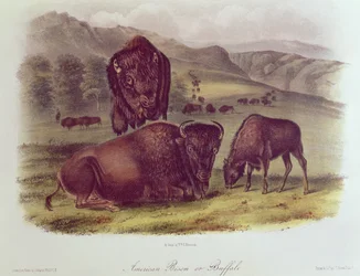 American Bison tai Buffalo, elokuvasta "Quadrupeds of North America", 1842-45