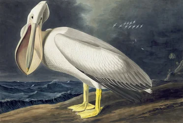 American White Pelican, Pelecanus Erythrorhynchos, John J. Audubonin "The Birds of America" -julkaisusta, pub. 1827-38