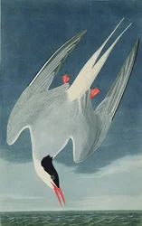 Arktinen tiira, Robert Havellin (1793-1878) kaiverruksesta 