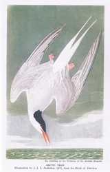 lapintiira