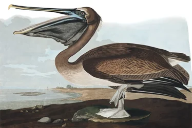 Brown Pelican, Pelecanus Fuscus, elokuvasta "The Birds of America", kirjoittanut John J. Audubon, pubi. 1827-38